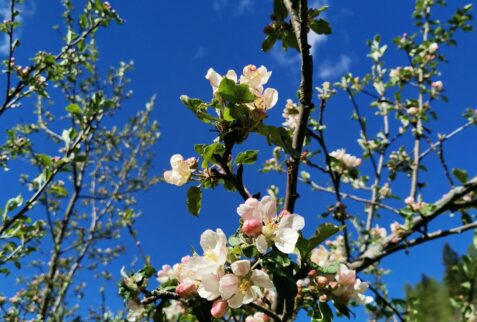 Alta via dei Walser - Ca' di Janzo - Flowering trees - BBOfItaly