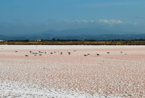 Cervia salt pan - The salt ready to be collected - BBOfItaly