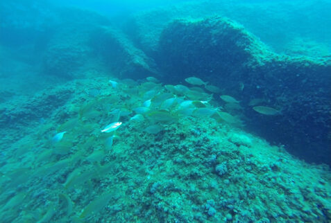 La torretta dive 04 - Shoal of Salpe - BBofitaly