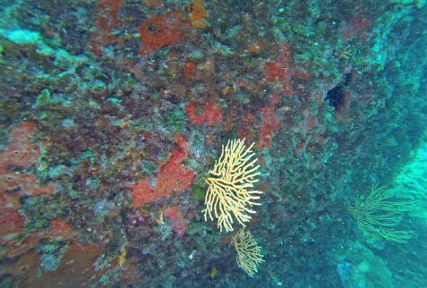 La torretta dive 05 - Red Gorgonian - BBofitaly