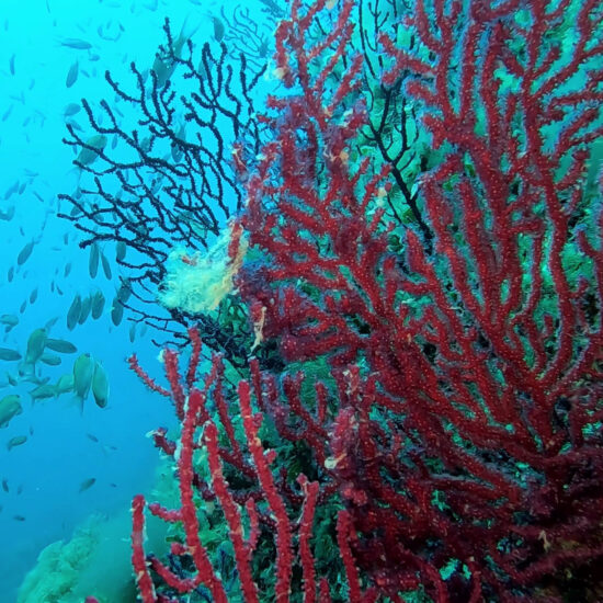 L'altare - Portofino promontory - Red gorgonians with fishes - BBOfItaly