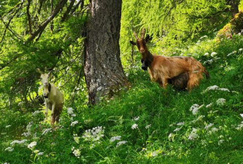 Rifugio Abate Carestia - Goats free to graze along the path - BBOfItaly.it
