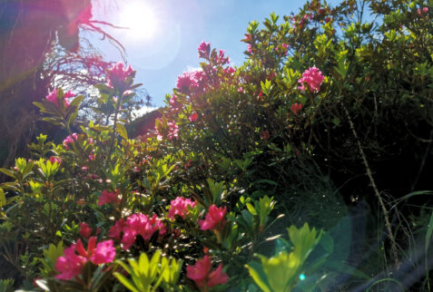 Rifugio Abate Carestia - Rhododendron bush grown inside a fallen tree - BBOfItaly.it