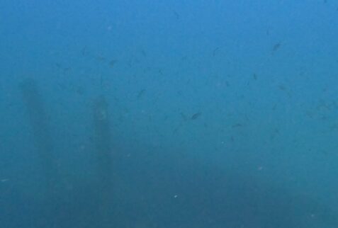 Wreck San Guglielmo - Fishes swimming around the wreck -BBOfItaly