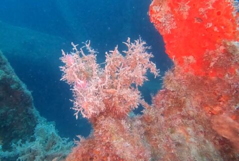 Wreck San Guglielmo - Marine life grows on the remains of the wreck - BBOfItaly