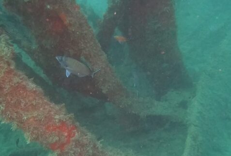 Wreck San Guglielmo - The beams of the wreck are dens for fish -BBOfItaly