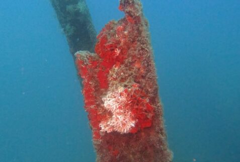 Wreck San Guglielmo - The wreck plates colonized by marine life -BBOfItaly
