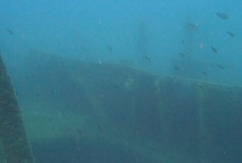 Wreck San Guglielmo - Wrecks provide a breeding environment for fish -BBOfItaly