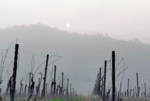 Fortunago - Sunset, fog and grapevines in Oltrepò Pavese land