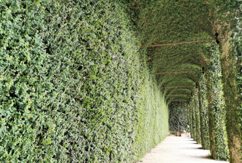 Castello Ducale di Agliè – room at ground level completely covered by ivy