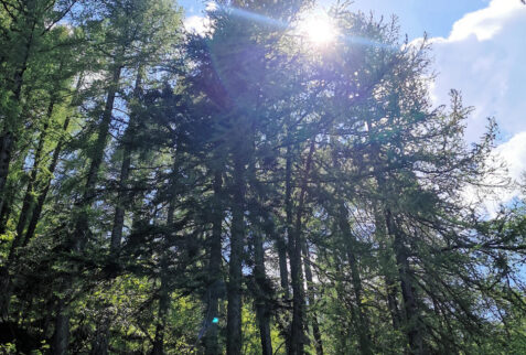 Bocchetta di Trona – pine tree forest in Val Vedrano