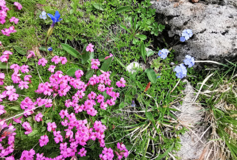 Val di Rhemes – where the environment is harsh there are only small spots of flowers