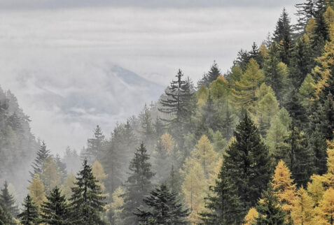 Valle d’Aosta – colourful forest in a very narrow valley