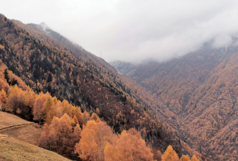 Cermine – Valle della Forcola and its forests