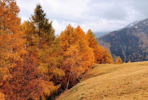 Cermine – coloured forests in autumn around the Alpeggio