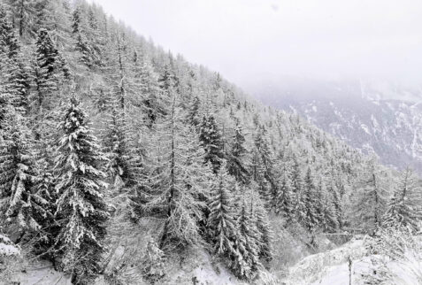 Valle d’Aosta by snowshoes – freeze forests, a surreal atmosphere