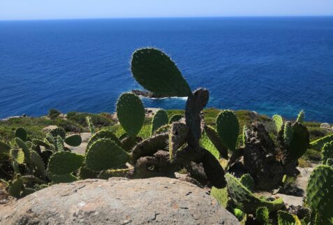 San Pietro Island greenery pt 2