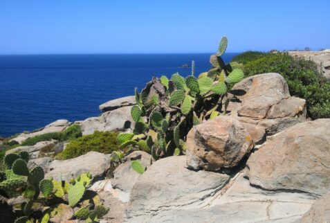 San Pietro Island greenery