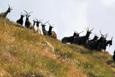Monte Rotondo – a bunch of goats observe “strange” people walking on the path to the summit