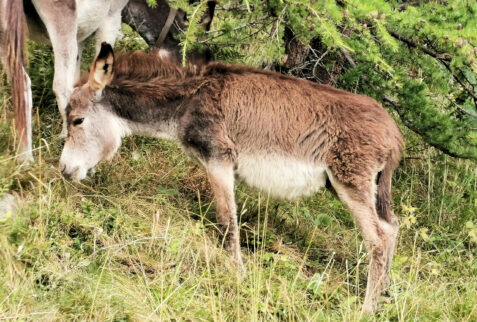Monte Rotondo – a young donkey strolling around Alpe Stavello