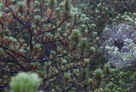 Rifugio Locatelli Dolomiti – a spider web in the pines forest, going up in Val Fiscalina
