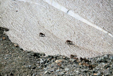 Ghiacciaio del Miage – ibexes on a part of ice not covered by stones and gravel