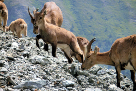 Ghiacciaio del Miage – young ibexes run around the glacier