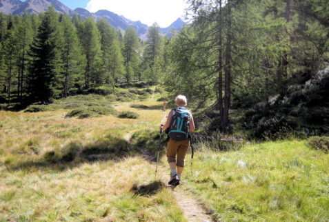Lago Verde Val Martello – the path starts running in the forest close to Lago di Gioveretto