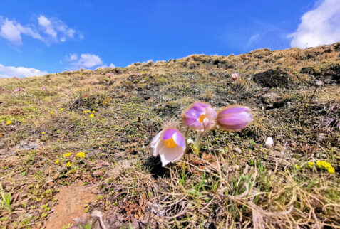 Punta Leysser – flowers in the meadows. What the nature can do in small dimensions !