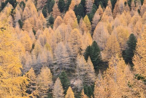 Colored pines in Val Viola