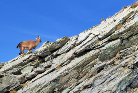 Quintino Sella – a young ibex in the blue sky – BBofItaly