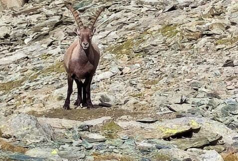 Quntino Sella – a mature ibex with big horns is watching us … - BBofItaly