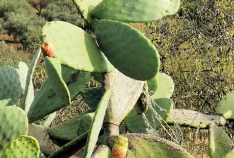 Valle dei Templi – prickly pear in Kolymbethra – BBofItaly