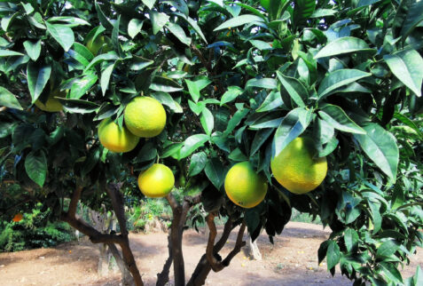 Valle dei Templi – grapefruit tree in Kolymbethra – BBofItaly