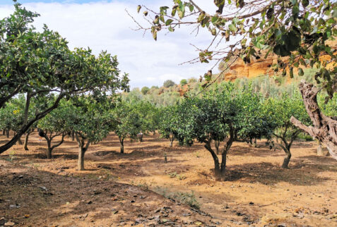 Valle dei Templi – Kolymbethra – BBofItaly