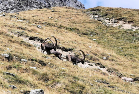 Lake of Changier – a bunch of ibexes close to the lake - BBofItaly