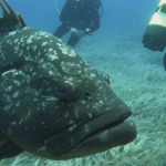 PIanosa Boa SP6 - A big grouper watching at the camera - BBOfItaly.it