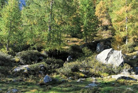 Passo del Notaro – a glimpse of the wonderful forests present in Val Bodengo – BBofItaly