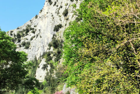 Furlo Gorge – vertical walls on the side of the gorge – BBofItaly