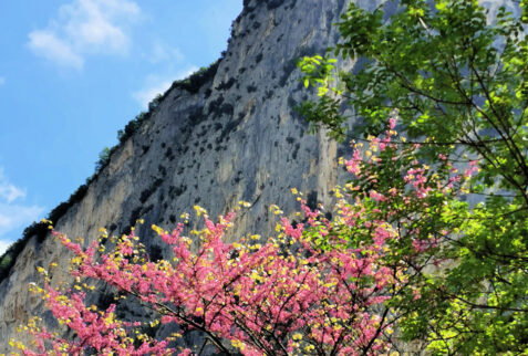 Furlo Gorge – what a drop dead gorgeous nature ! – BBofItaly