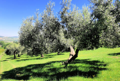 Larino – environment surrounding the Agriturismo Essentia – BBofItaly