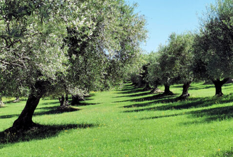 Larino – environment surrounding the Agriturismo Essentia – BBofItaly