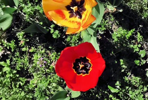 Parco Sigurtà – flowers bloom - BBofItaly