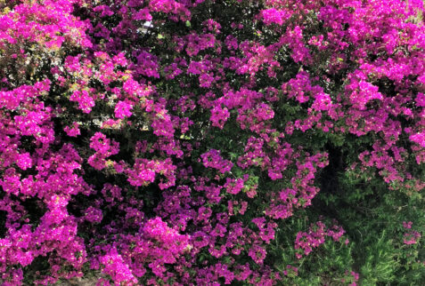 Tellaro – flowers blooming in the hamlet – BBofItaly